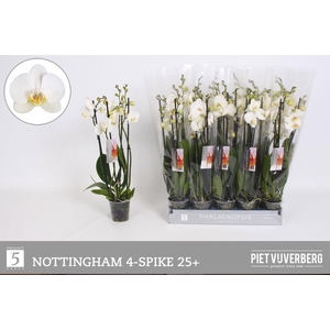 PHAL AN NOTTINGHAM