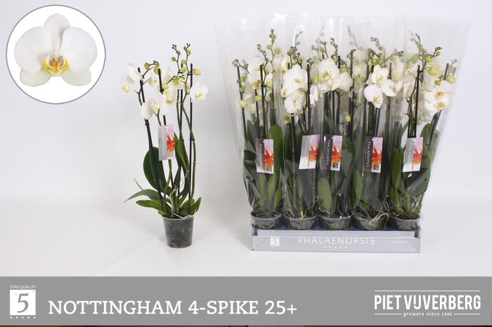<h4>PHAL AN NOTTINGHAM</h4>