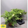 Pel Grav Lemon Tree