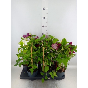 Clematis  'Boulevard'   ...mix