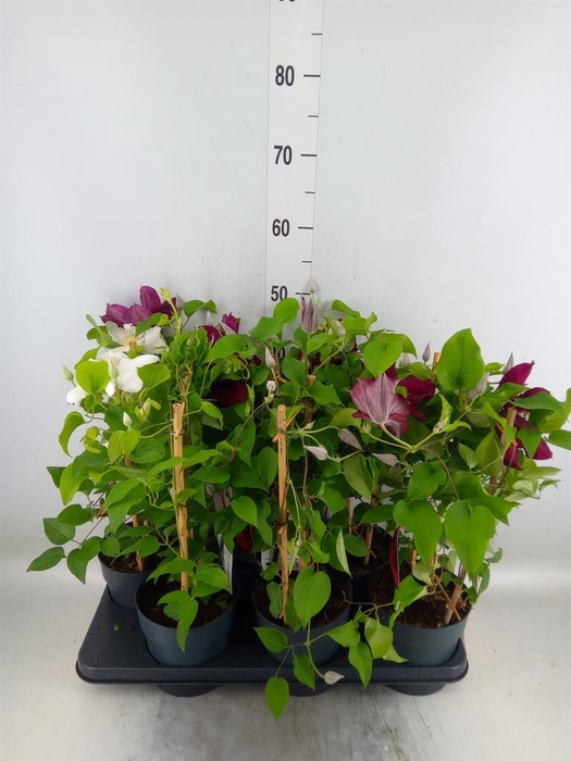 <h4>Clematis  'Boulevard'   ...mix</h4>
