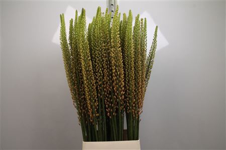 <h4>Eremurus Rumba</h4>