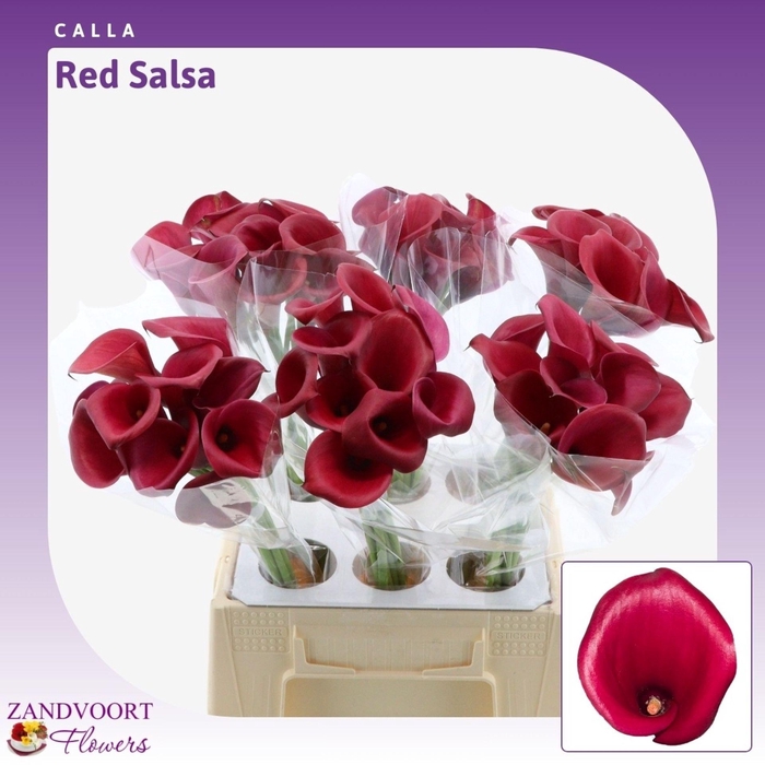 <h4>ZANT RED SALSA</h4>