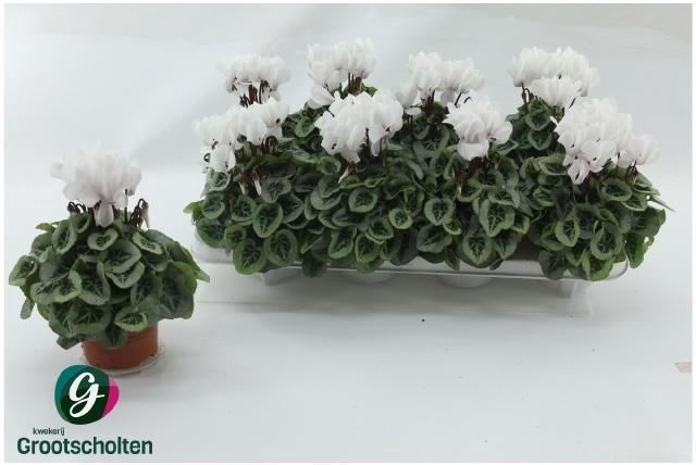 <h4>CYCL KL SUP PICASSO</h4>