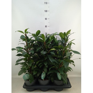 Ficus microcarpa 'Fuji'