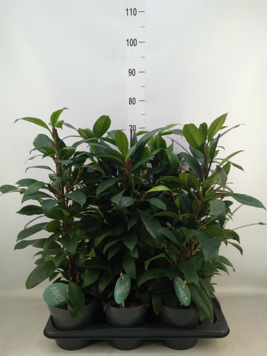 <h4>Ficus microcarpa 'Fuji'</h4>