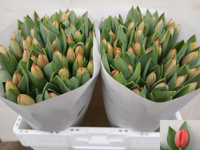 <h4>TU EN AD REM</h4>