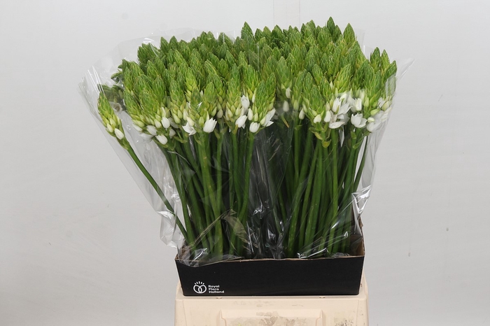 <h4>Ornithogalum Thyrsoides</h4>