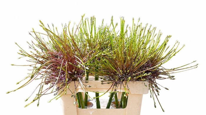 <h4>Allium Schubertii</h4>
