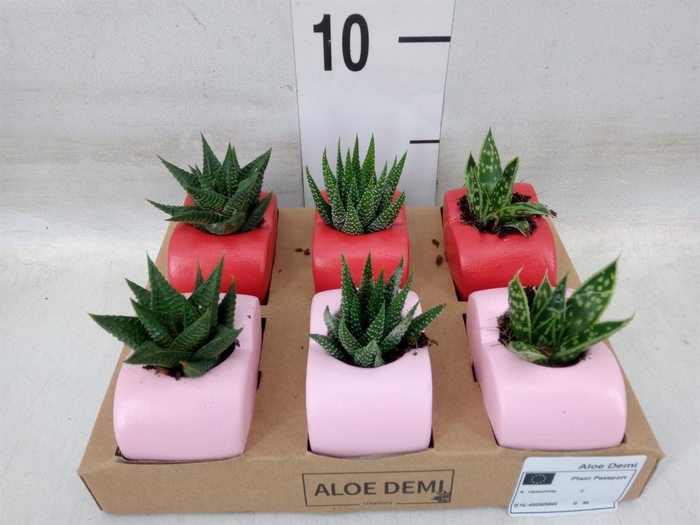 <h4>Succulents   ...</h4>