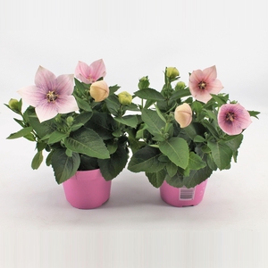 Platycodon Grandiflorus Astra roze