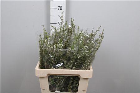 <h4>Spirea C Grefsheim</h4>