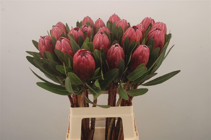 <h4>Protea Lancelot</h4>