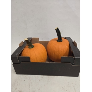 CUCURBITA