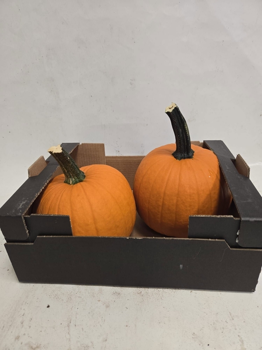 <h4>CUCURBITA</h4>