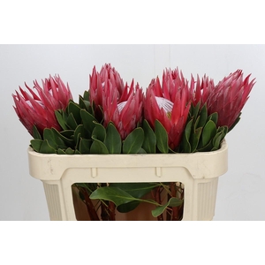 Protea Cynaroides Madiba