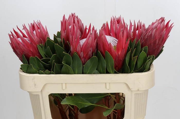 <h4>Protea Cynaroides Madiba</h4>