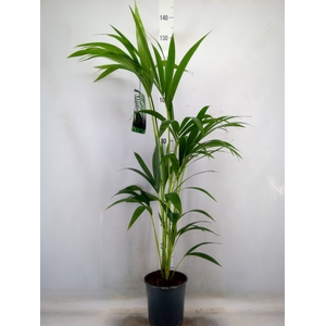 Howea forsteriana