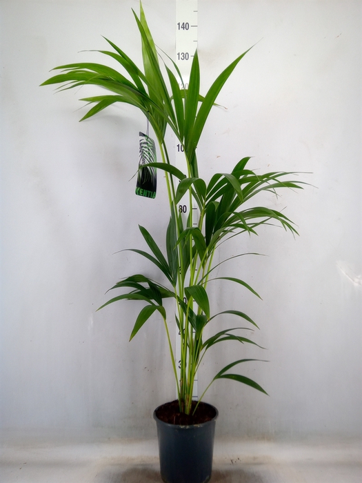 <h4>Howea forsteriana</h4>