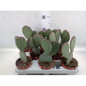 Opuntia microdasys