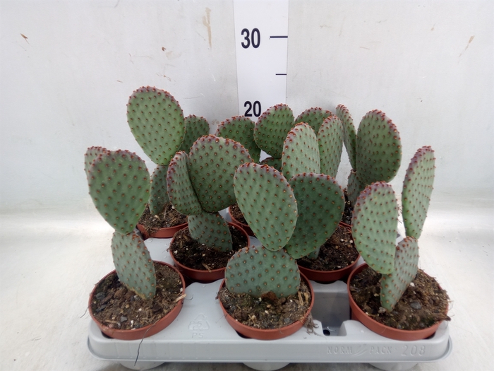 <h4>Opuntia microdasys</h4>