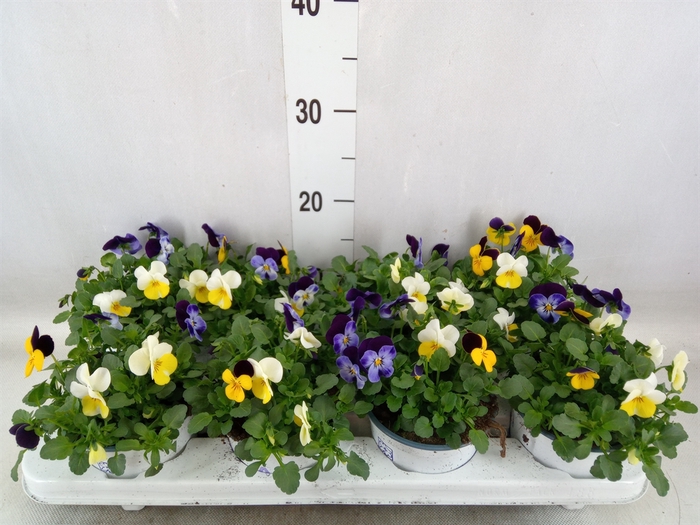 <h4>Viola wr.    ...tricolor</h4>