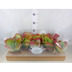 Kalanchoe NF thyrsiflora