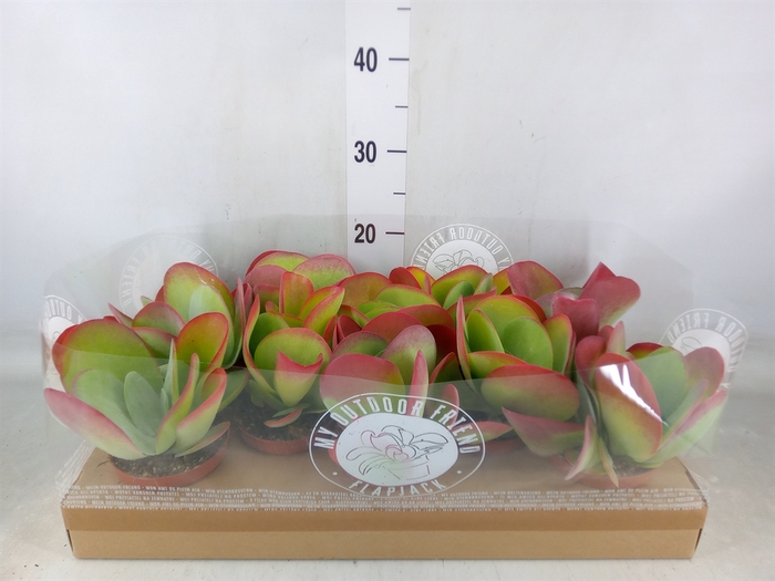 <h4>Kalanchoe NF thyrsiflora</h4>