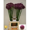 Allium Pink Lady