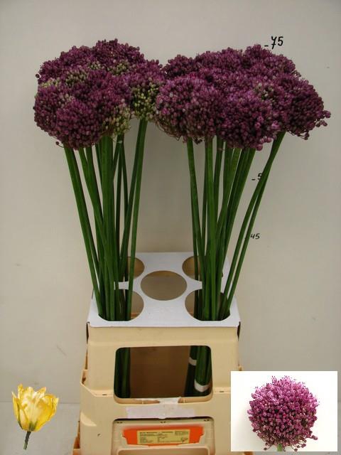 <h4>ALLIUM PINK LADY</h4>