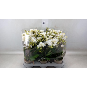 Phalaenopsis multi.   ...white