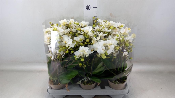<h4>Phalaenopsis multi.   ...white</h4>