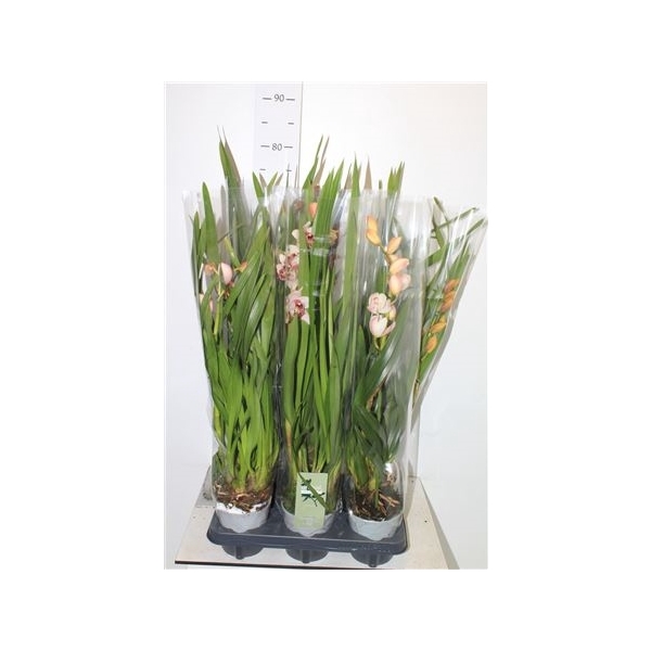 <h4>Cymbidium Gem 1 Branche</h4>