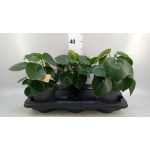 Peperomia polybotrya 'Raindrop'