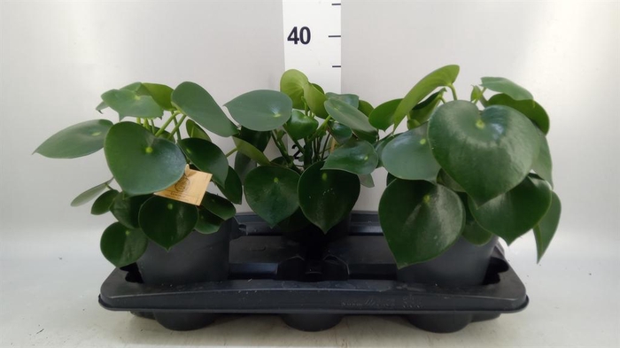 <h4>Peperomia polybotrya 'Raindrop'</h4>