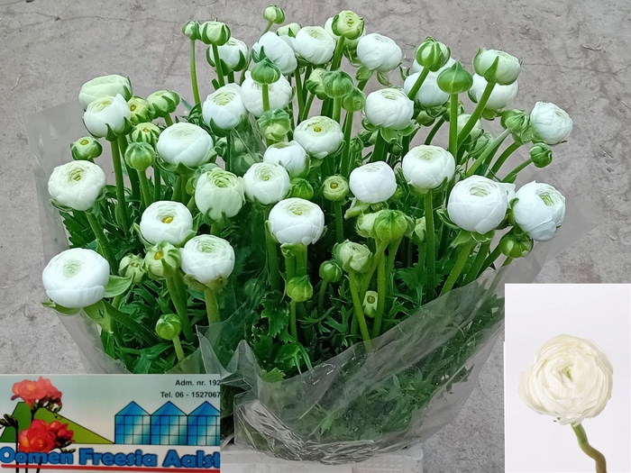 <h4>RAN AAZUR WHITE</h4>