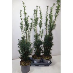 arr8 Taxus M Hicksii