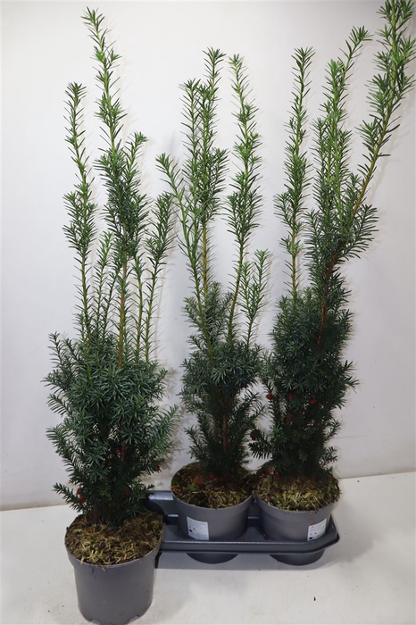 <h4>arr8 Taxus M Hicksii</h4>