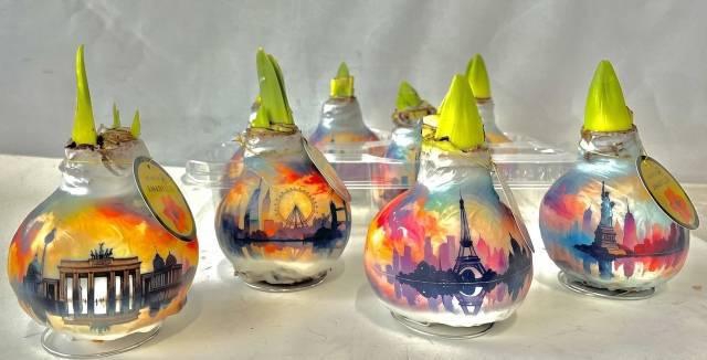 <h4>Bloembol Hippeastrum</h4>