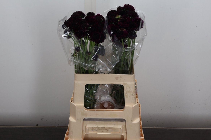 <h4>Scab At Re Vel Scoop</h4>