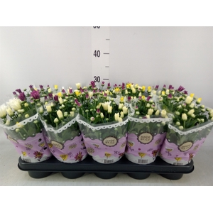 Chrysanthemum   ..mix/pot