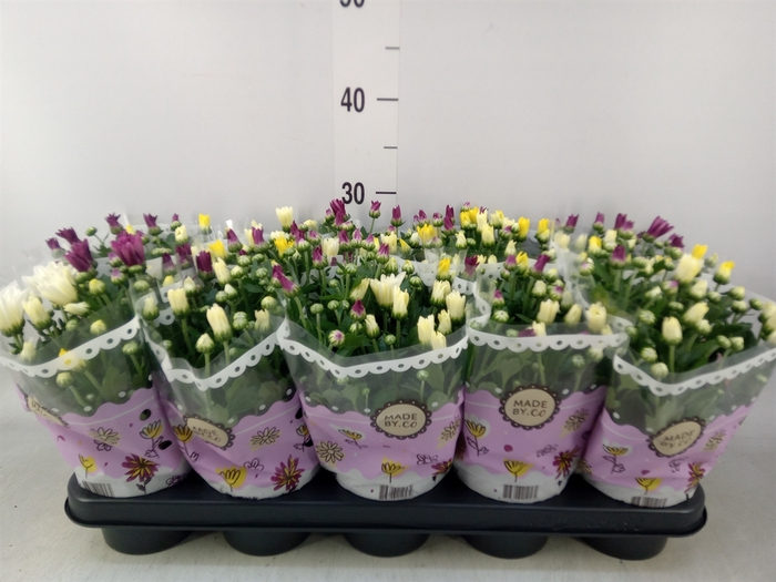 <h4>Chrysanthemum   ..mix/pot</h4>