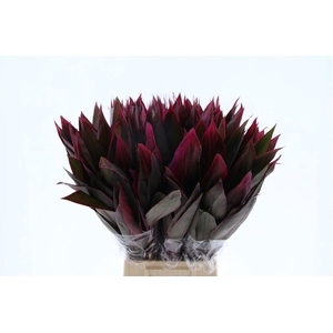 DECOGROEN GROOT BLAD