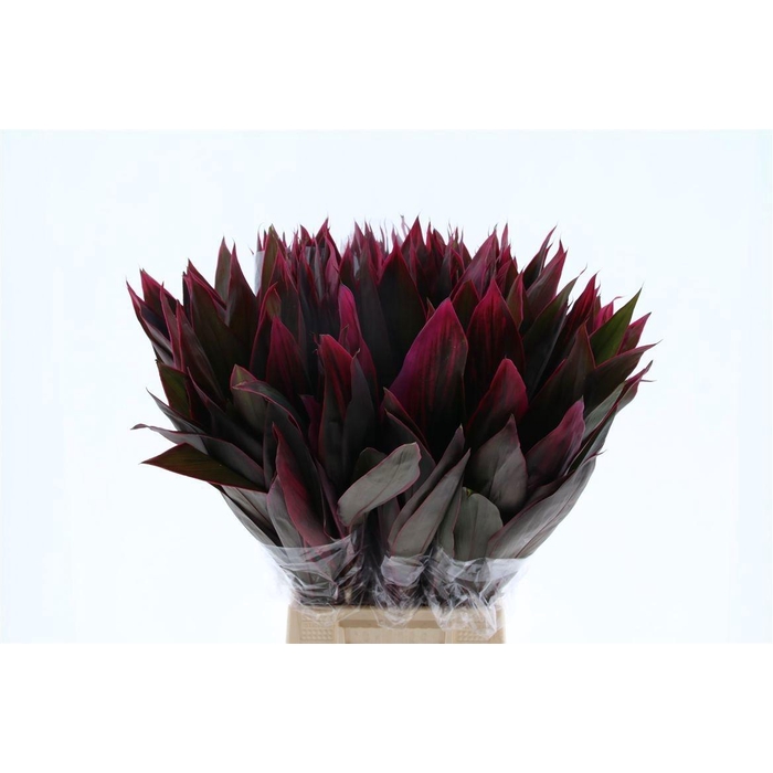 <h4>DECOGROEN GROOT BLAD</h4>