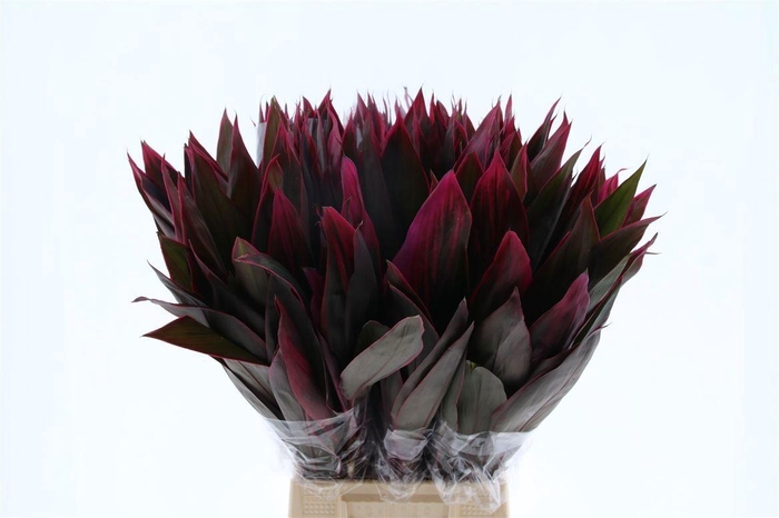 <h4>DECOGROEN GROOT BLAD</h4>