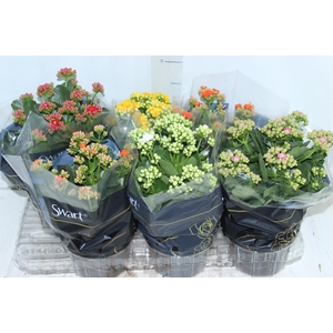 KALANCHOE DOBRADO P15