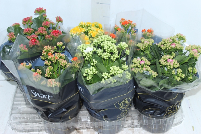 <h4>KALANCHOE DOBRADO P15</h4>