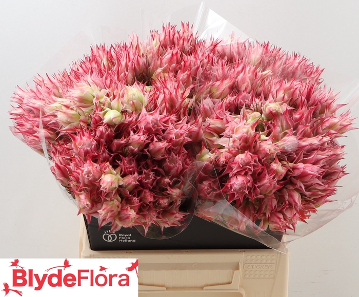 <h4>Serruria Florida Ayoba Morning Star 6-9</h4>