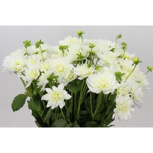 Dahlia Karma M. Zwaan