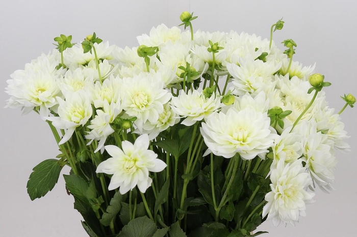 <h4>Dahlia Karma M. Zwaan</h4>